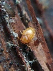 Mycetaea subterranea