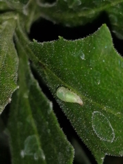 Pterygota