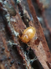 Mycetaea subterranea