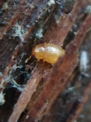 Mycetaea subterranea