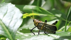 Taeniopoda picticornis