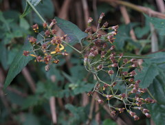 Senecio scandens incisus