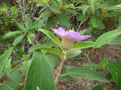 Melastoma saigonense