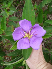 Melastoma saigonense