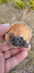 Lactarius salmoneus