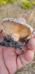 Lactarius salmoneus