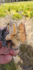 Lactarius salmoneus