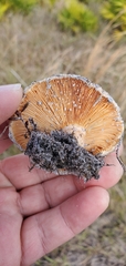 Lactarius salmoneus