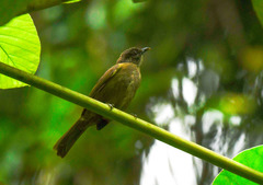 Eurillas curvirostris