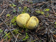 Truncocolumella citrina