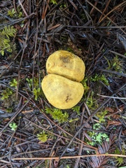 Truncocolumella citrina