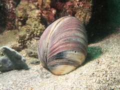 Maoricardium pseudolima