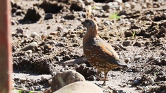 Callipepla douglasii