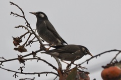 Spodiopsar cineraceus