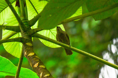 Eurillas curvirostris