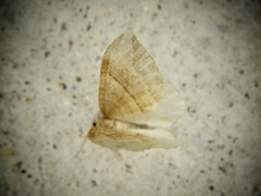 Nothoporinia mediolineata