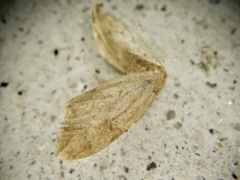 Nothoporinia mediolineata