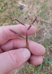 Urochloa mosambicensis