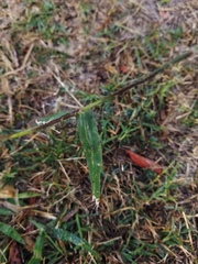 Urochloa mosambicensis