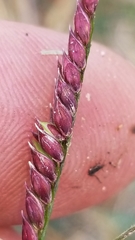 Urochloa mosambicensis