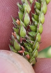 Urochloa mosambicensis
