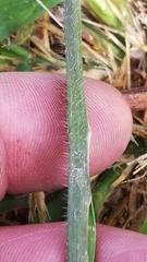 Urochloa mosambicensis