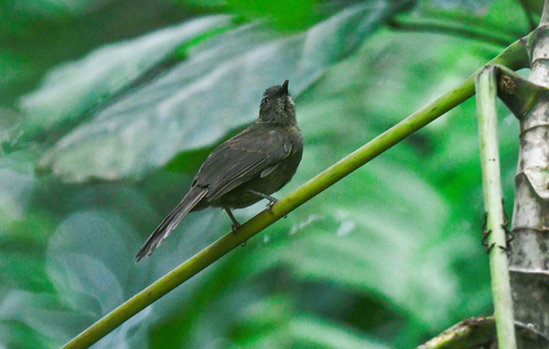 iNaturalist image