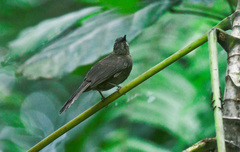 Eurillas ansorgei