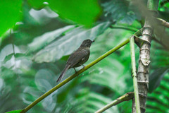 Eurillas ansorgei