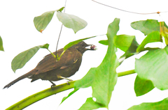 Eurillas curvirostris