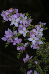 Boronia microphylla