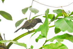 Eurillas curvirostris