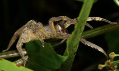 Phoneutria boliviensis