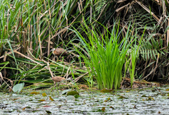 Actophilornis africanus