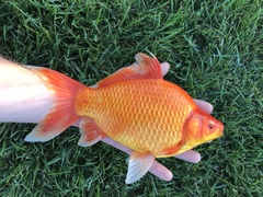 Goldfish photo 4