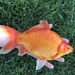 Goldfish - Photo (c) baltimorefishing1, some rights reserved (CC BY-NC)