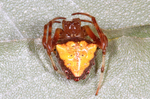 Arrowhead orbweaver