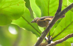 Ploceus castaneofuscus