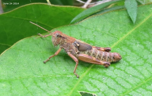 Ognevia longipennis