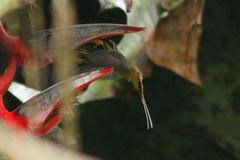 Phaethornis syrmatophorus