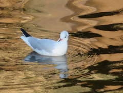 Chroicocephalus ridibundus