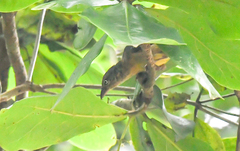 Ploceus castaneofuscus