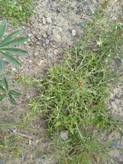 Gamochaeta antillana