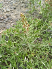 Gamochaeta antillana