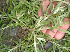 Gamochaeta antillana