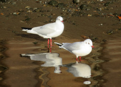 Chroicocephalus ridibundus