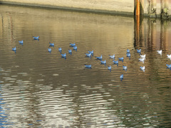 Chroicocephalus ridibundus