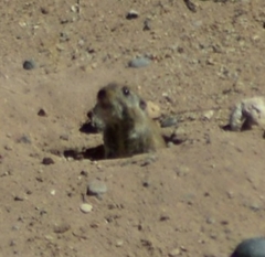 Ctenomys