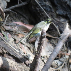 Meliphaga notata