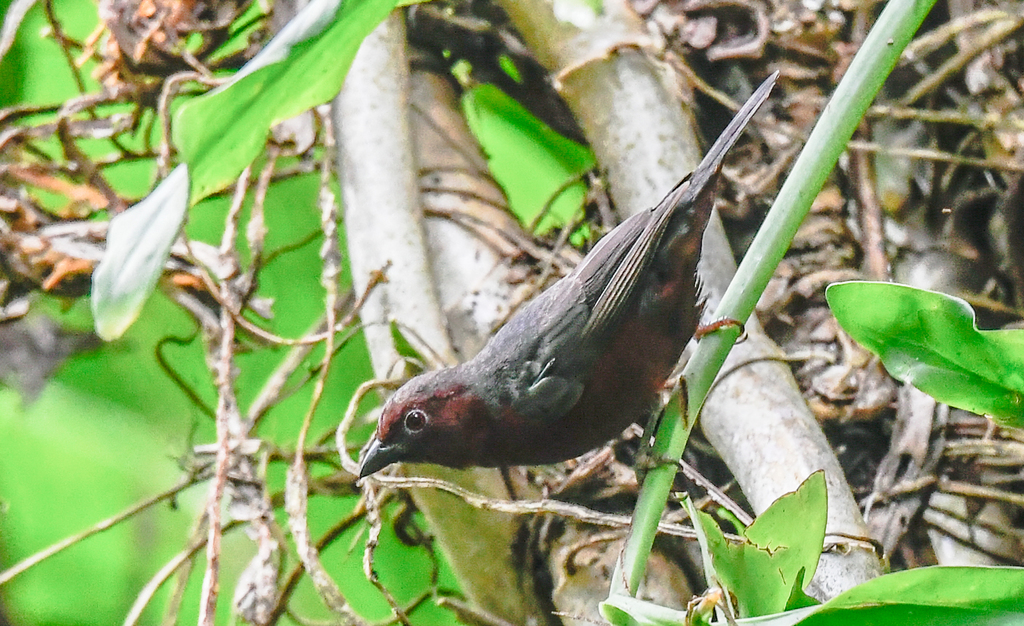 Chestnut-breasted Nigrita photo